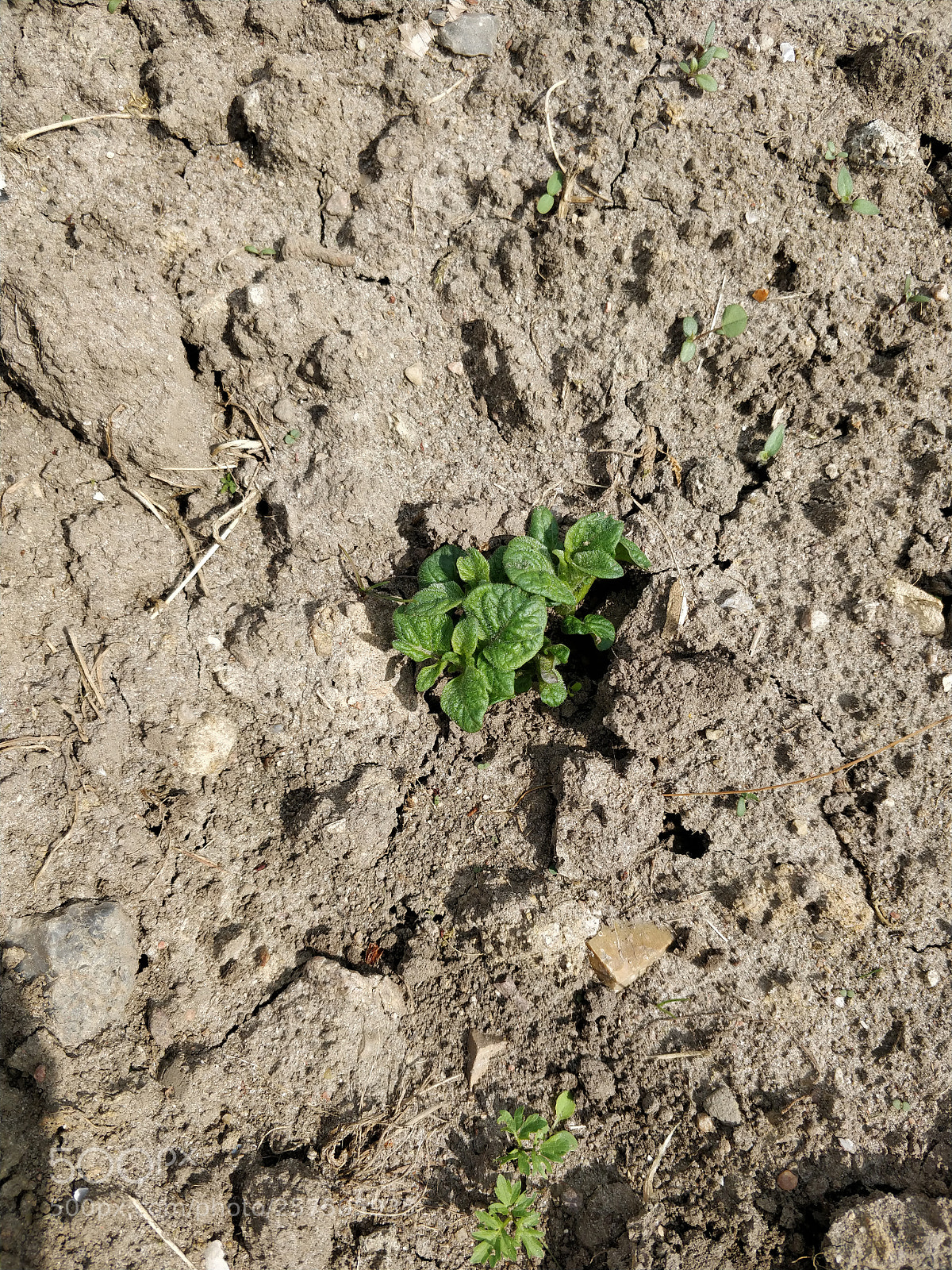 OnePlus 5T sample photo. First small potato photography