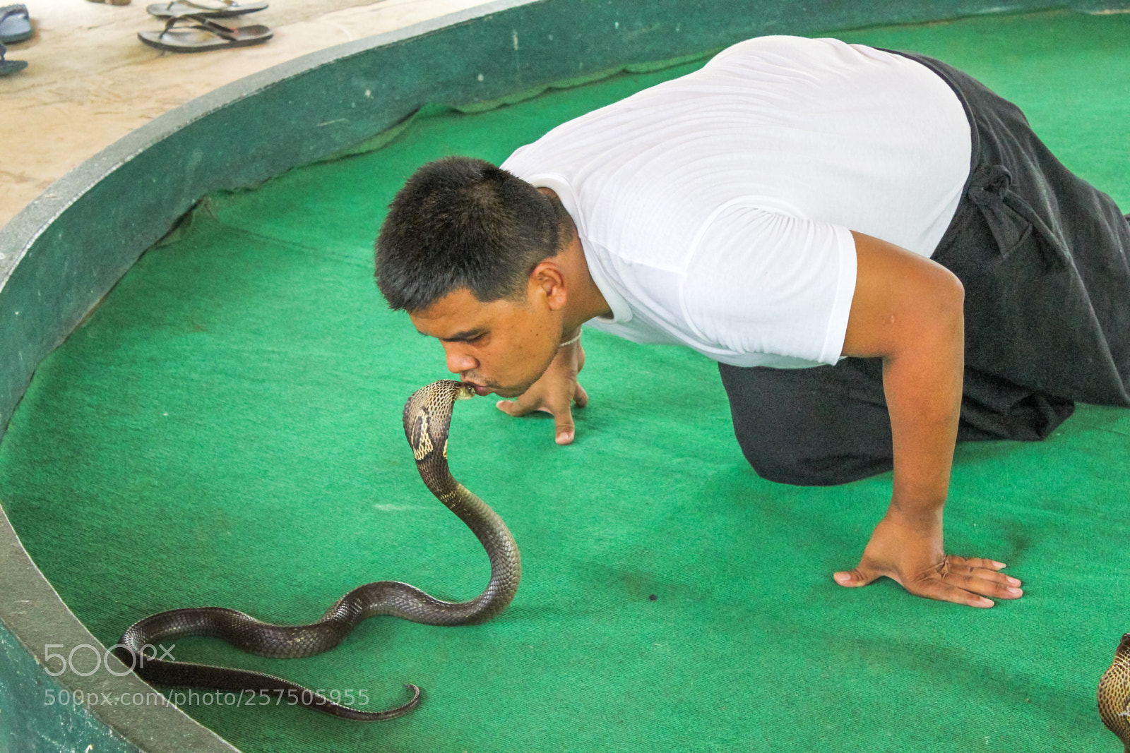 Canon EOS 550D (EOS Rebel T2i / EOS Kiss X4) sample photo. Kissing cobra photography