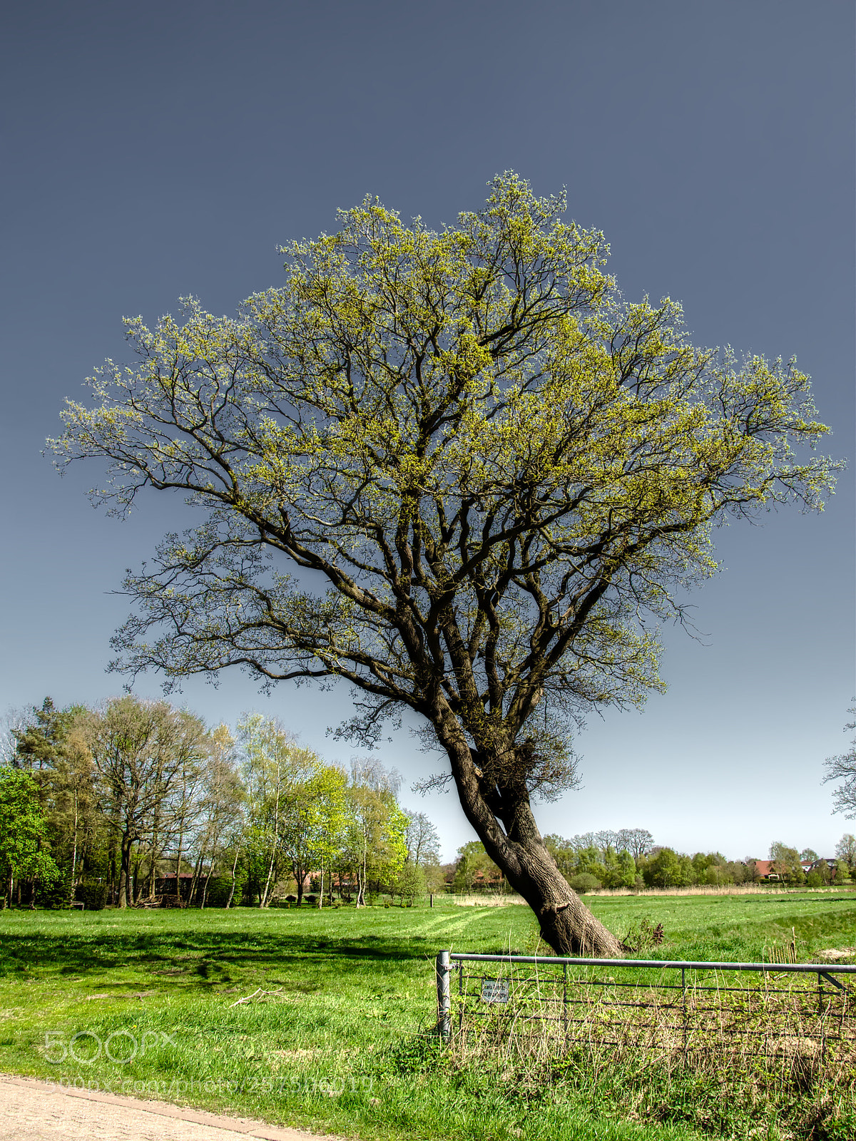 Nikon D90 sample photo. Dancing tree photography