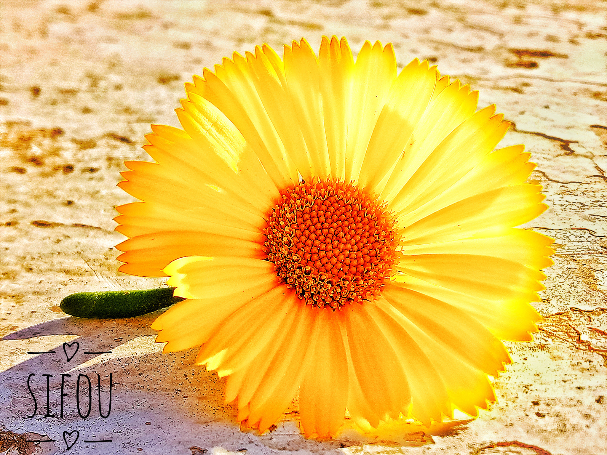 OPPO A1601 sample photo