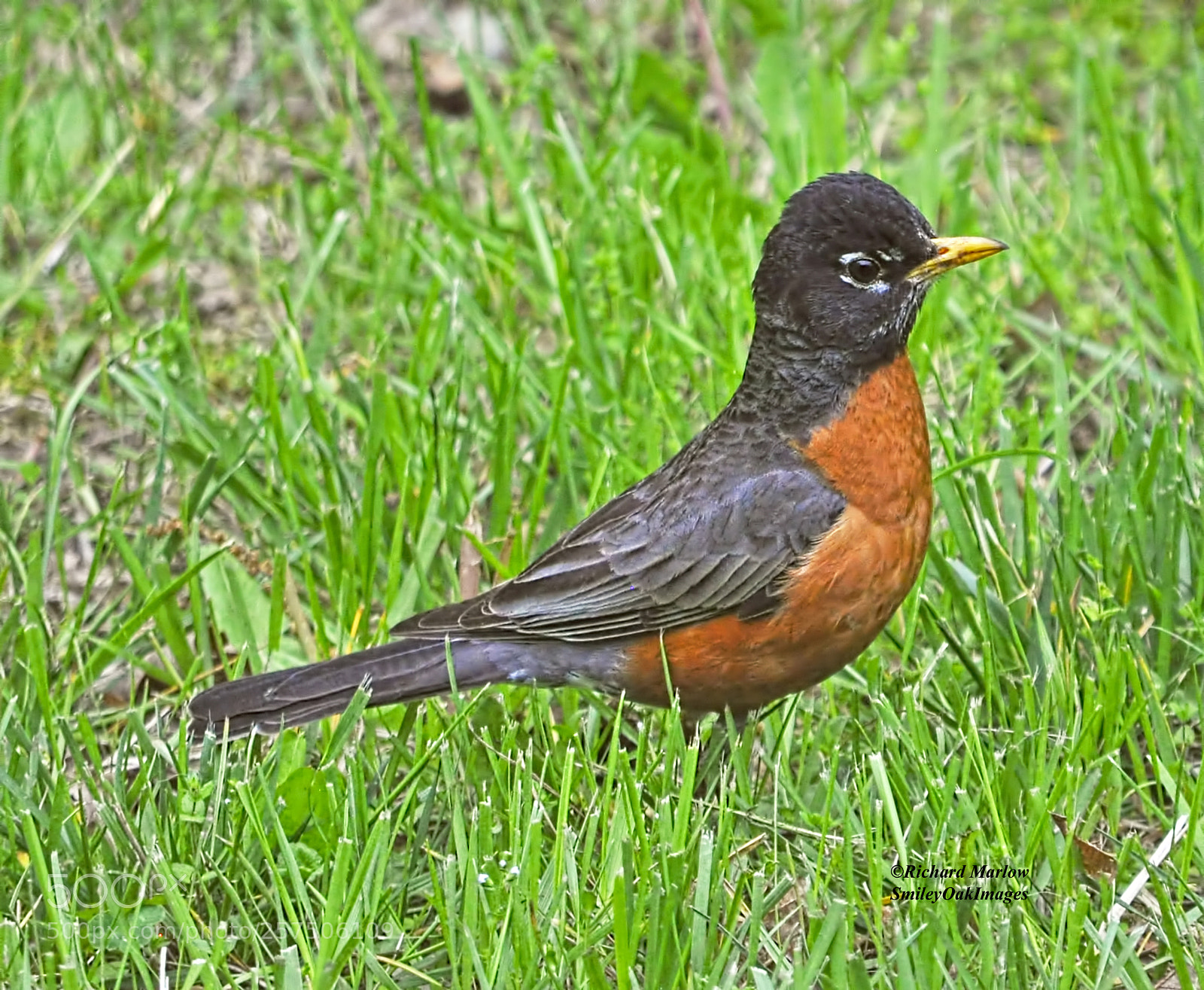 Nikon D5000 sample photo. Robin photography