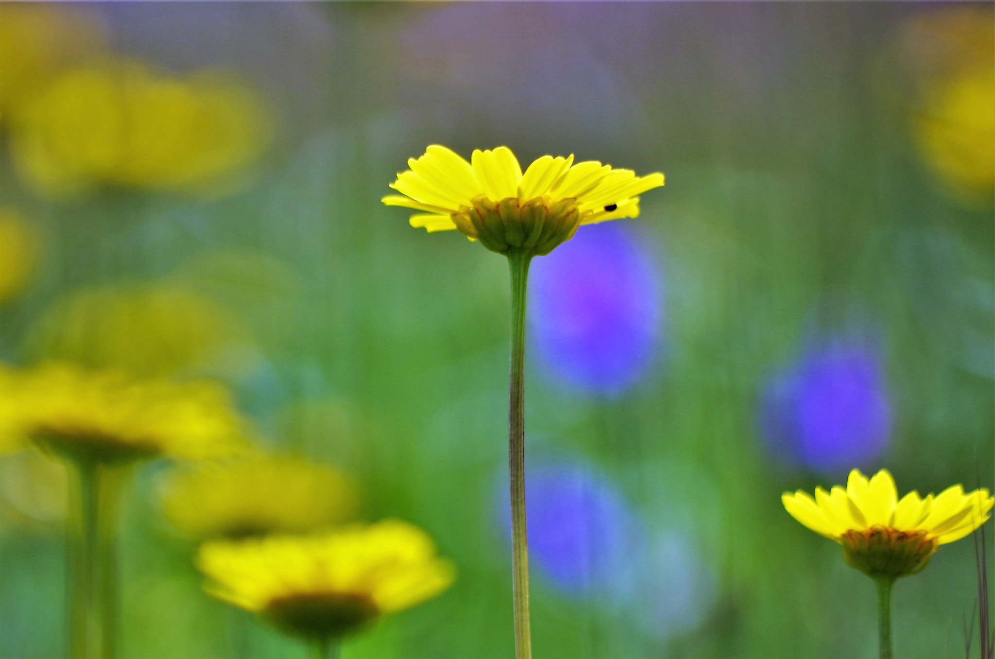 Pentax K-50 + HD Pentax DA 55-300mm F4.0-5.8 ED WR sample photo. The flowers, they're my place photography