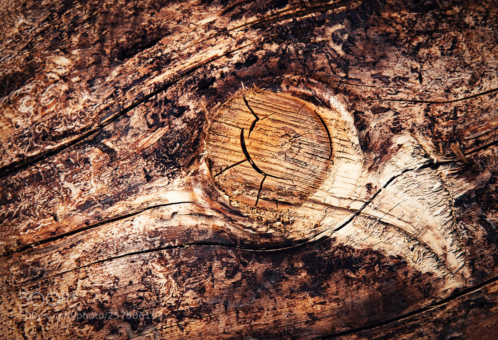 Nikon D5500 sample photo. Detail sawing branch photography