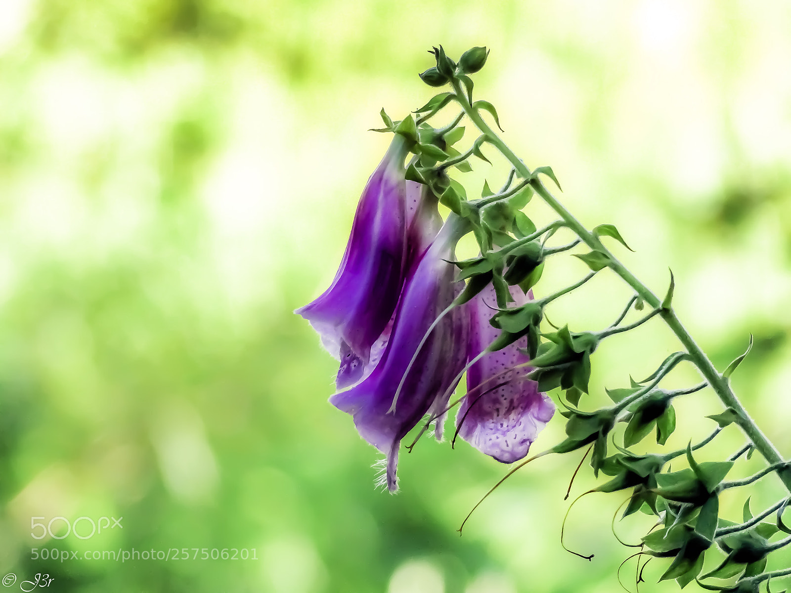 Sony Cyber-shot DSC-HX9V sample photo. Digitalis purpúrea  photography