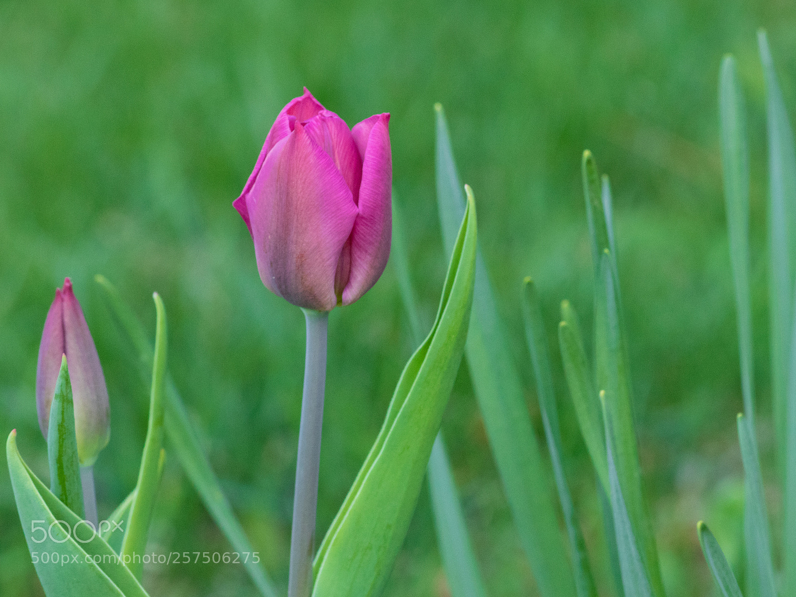 Canon EOS 800D (EOS Rebel T7i / EOS Kiss X9i) sample photo. Pink tulips in the photography
