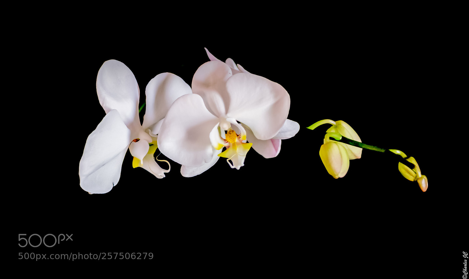 Nikon D5300 sample photo. Suspended photography