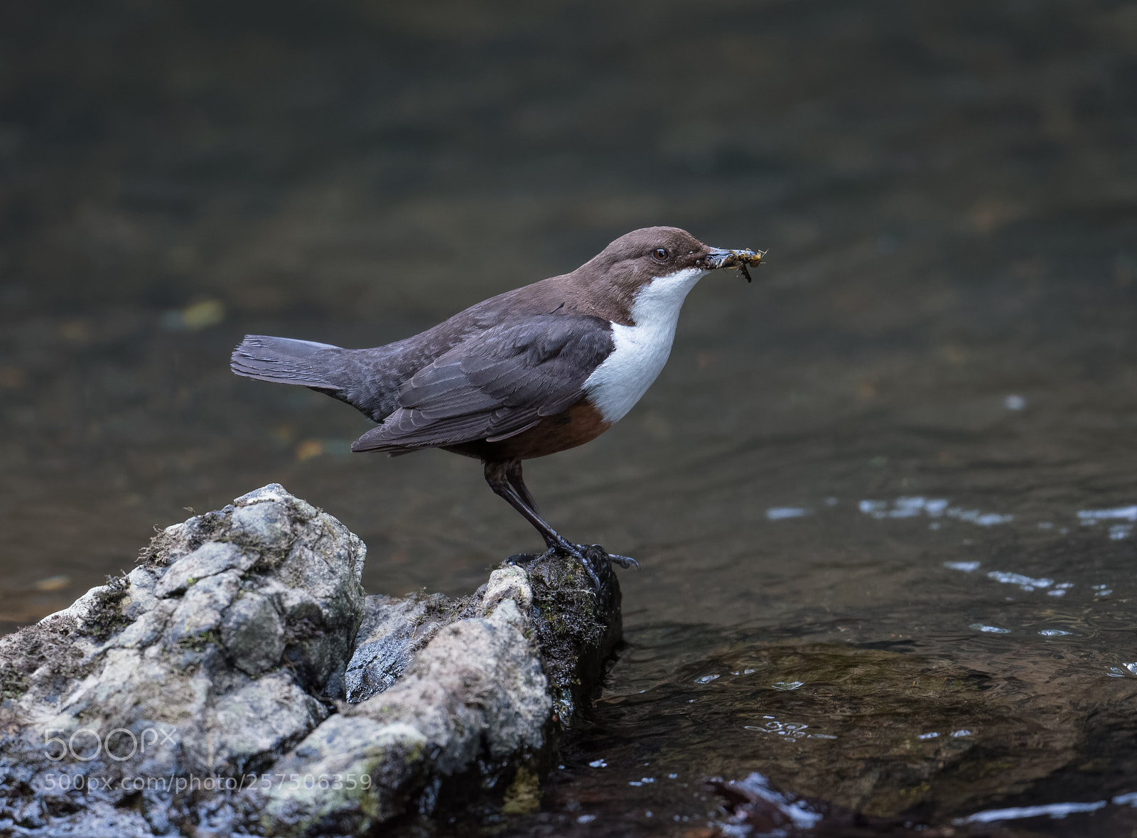 Nikon D800 sample photo. Dipper with catch photography