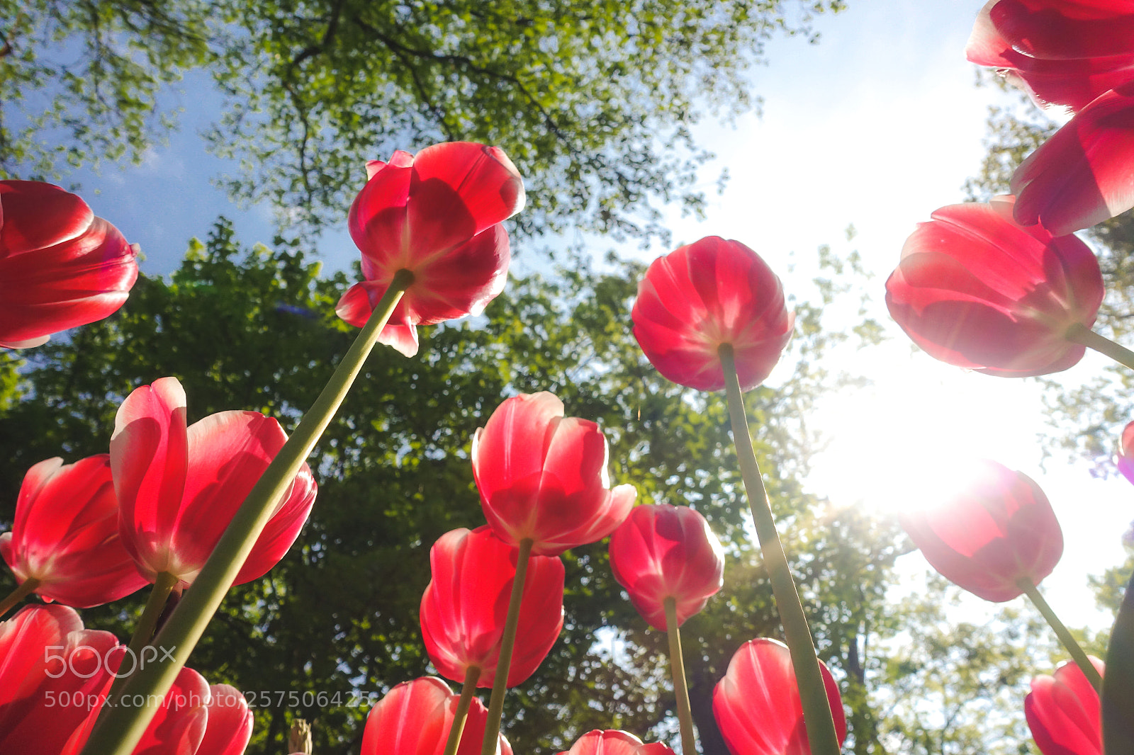 Sony Cyber-shot DSC-RX100 IV sample photo. Tulip - keukenhof, the photography