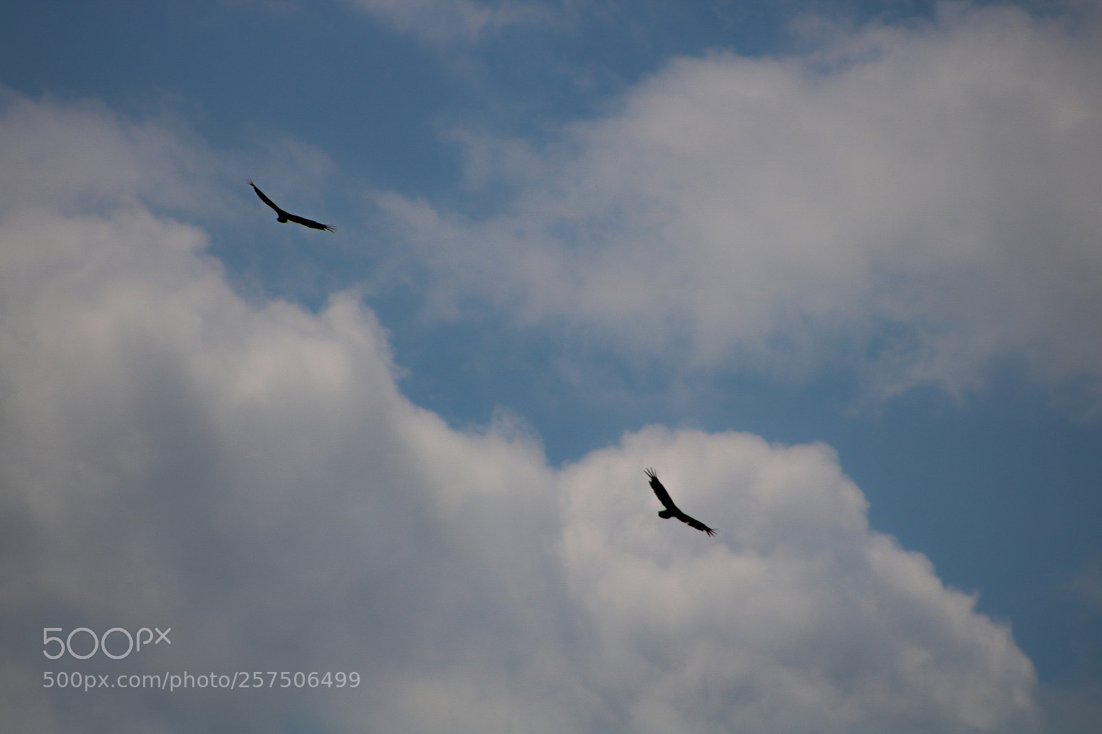 Canon EOS 750D (EOS Rebel T6i / EOS Kiss X8i) sample photo. Double trouble photography