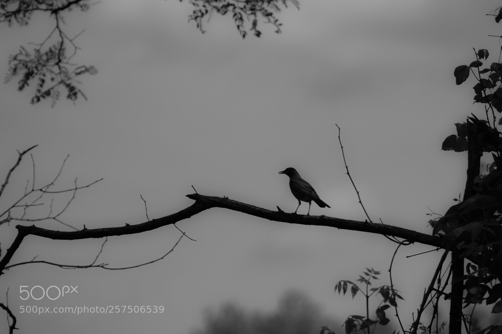 Canon EOS 750D (EOS Rebel T6i / EOS Kiss X8i) sample photo. Bird on branch photography