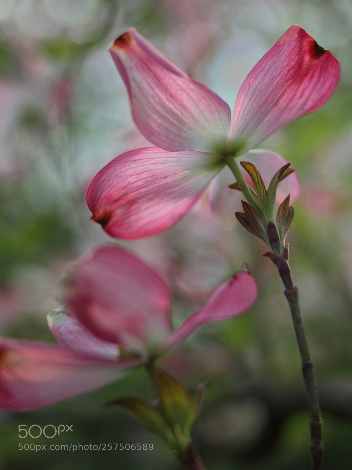 Canon EOS 600D (Rebel EOS T3i / EOS Kiss X5) sample photo. Another view photography