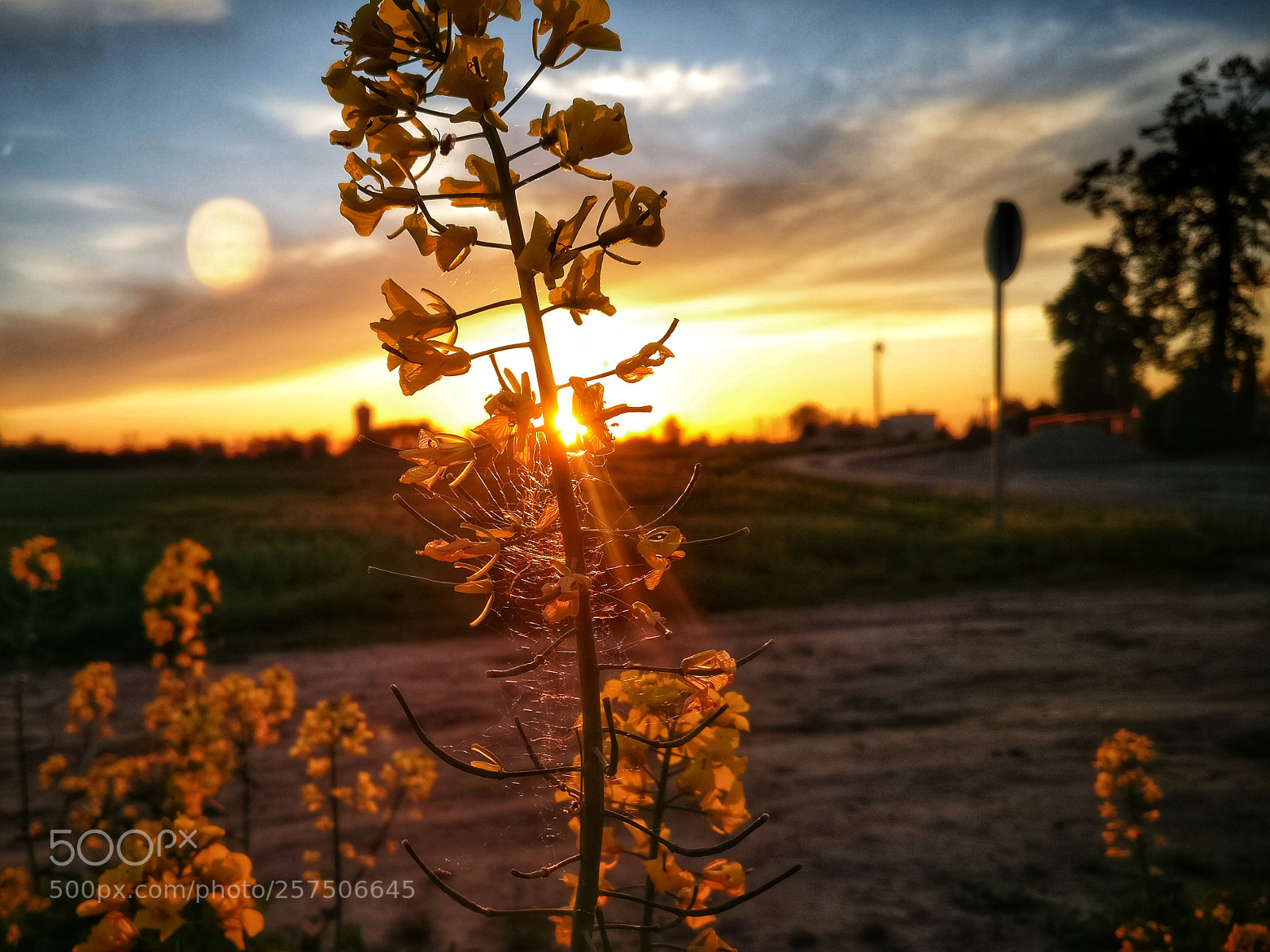 OnePlus A3003 sample photo. Rzepak photography
