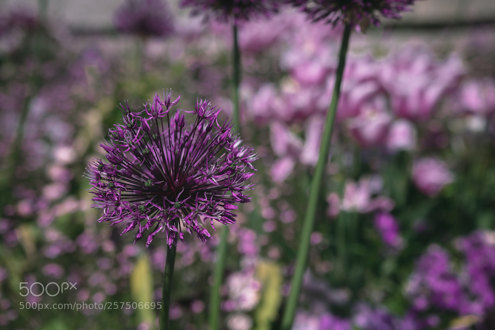 Canon EOS 7D Mark II sample photo. Violet spring photography