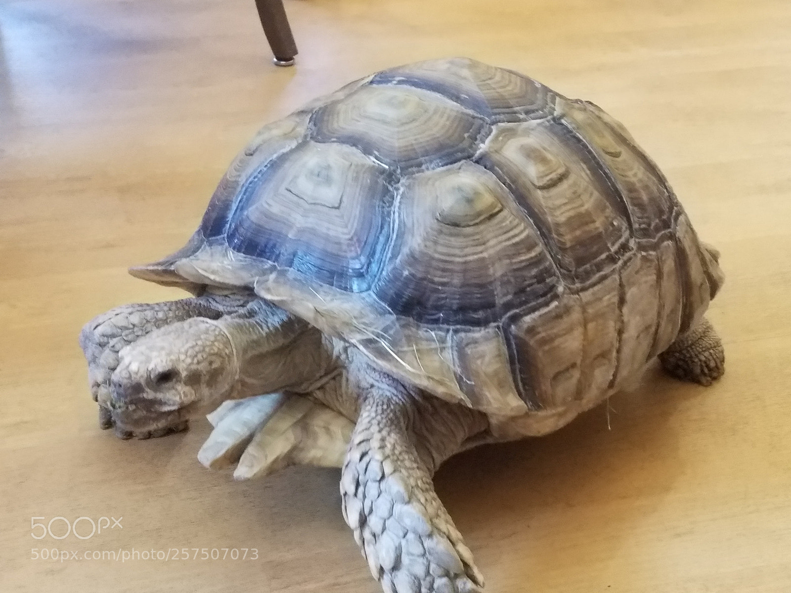 Samsung Galaxy S7 Edge sample photo. 20180510_133738.jpg photography