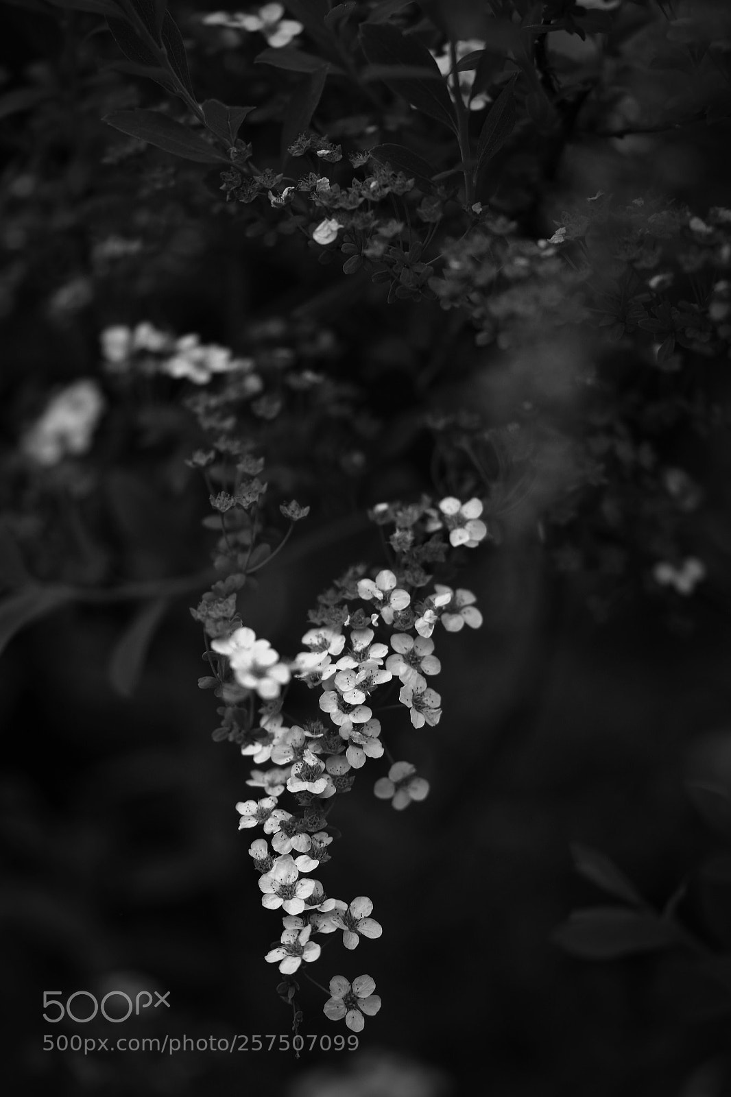 Nikon D5500 sample photo. Wildness.... beautiful darkness  * photography