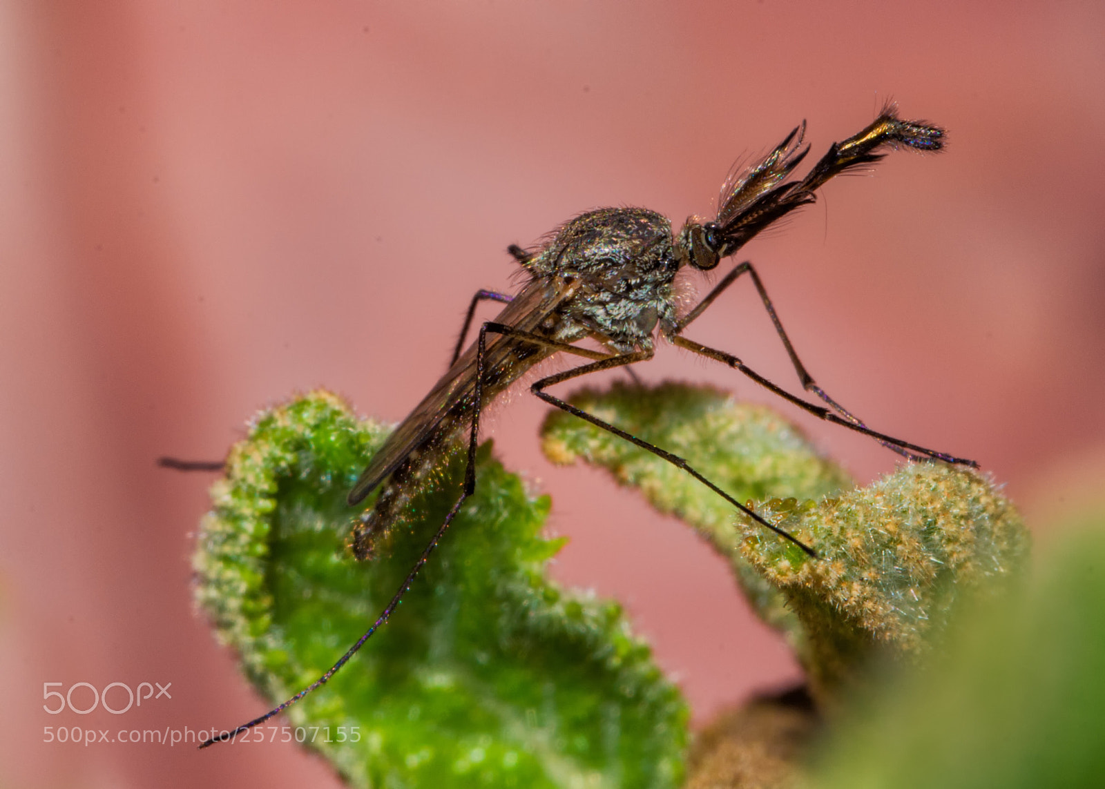 Nikon D7200 sample photo. Resting male mosquito photography