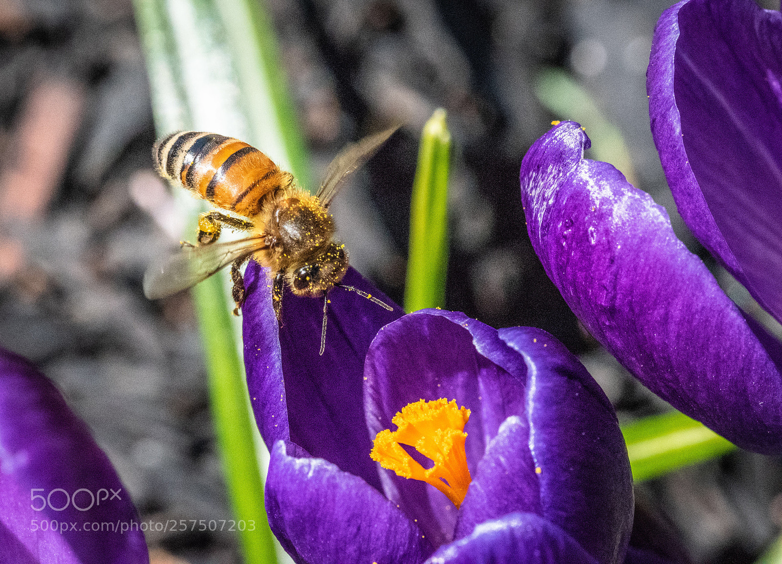 Nikon D5500 sample photo. Spring flower photography
