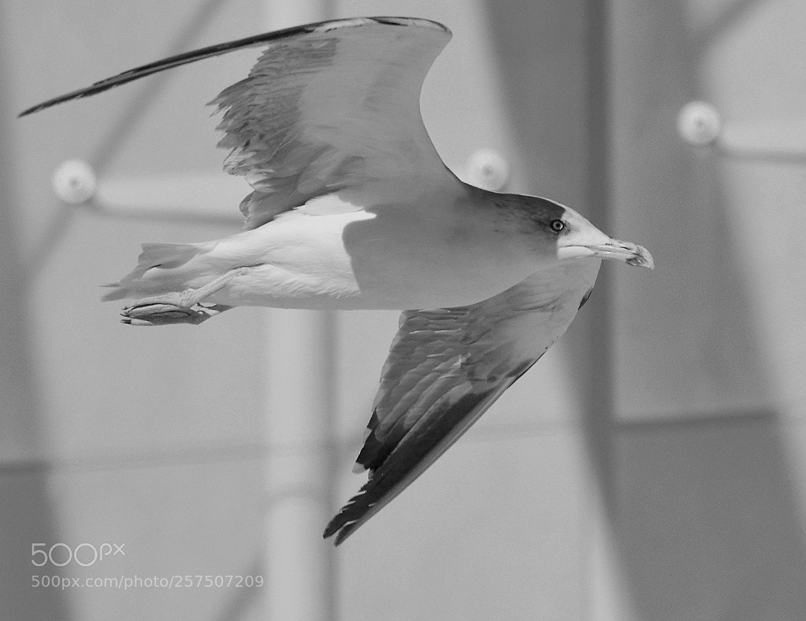 Nikon D3200 sample photo. Gaviota photography