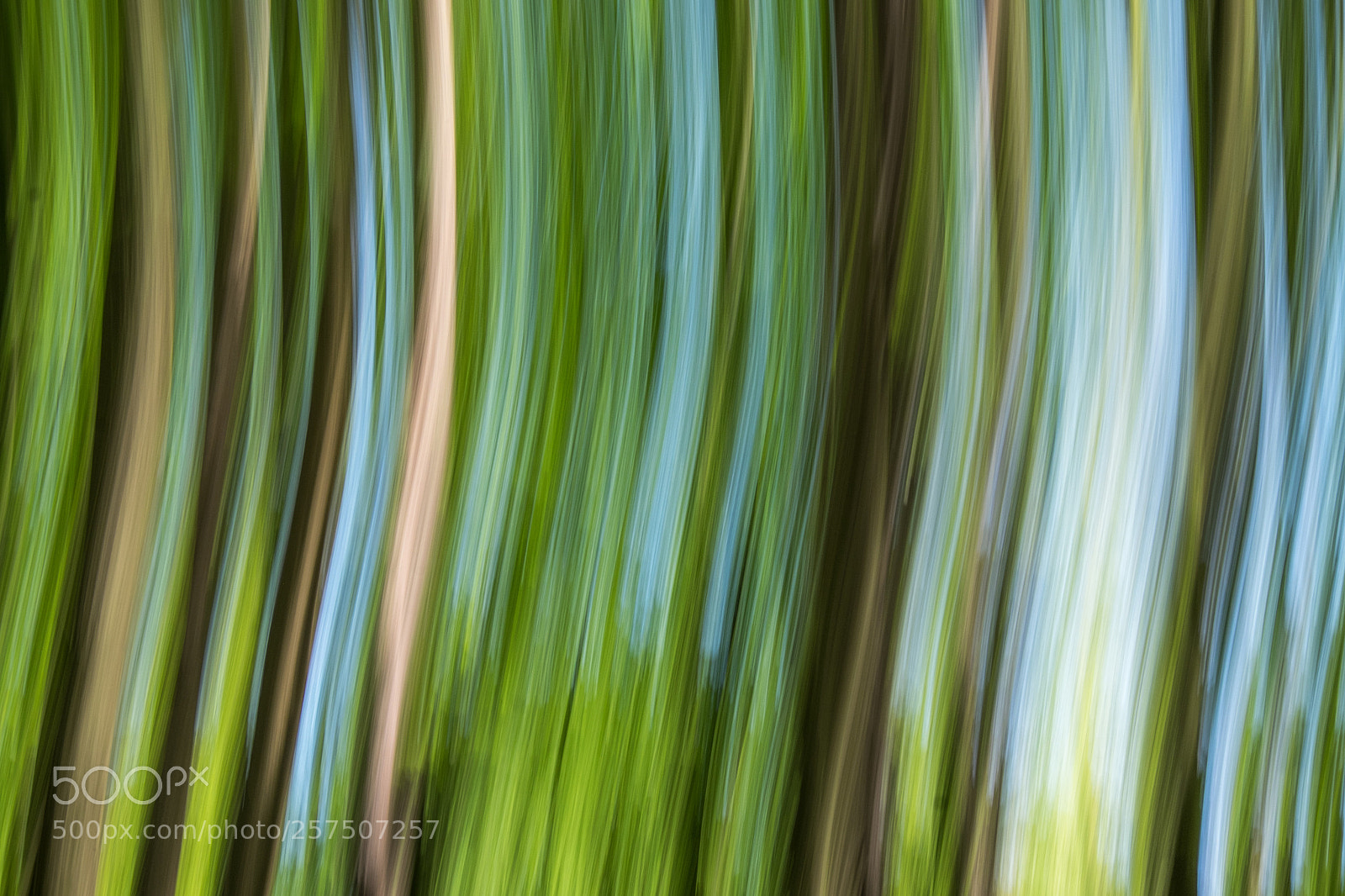 Fujifilm X-T1 sample photo. Spring wood photography