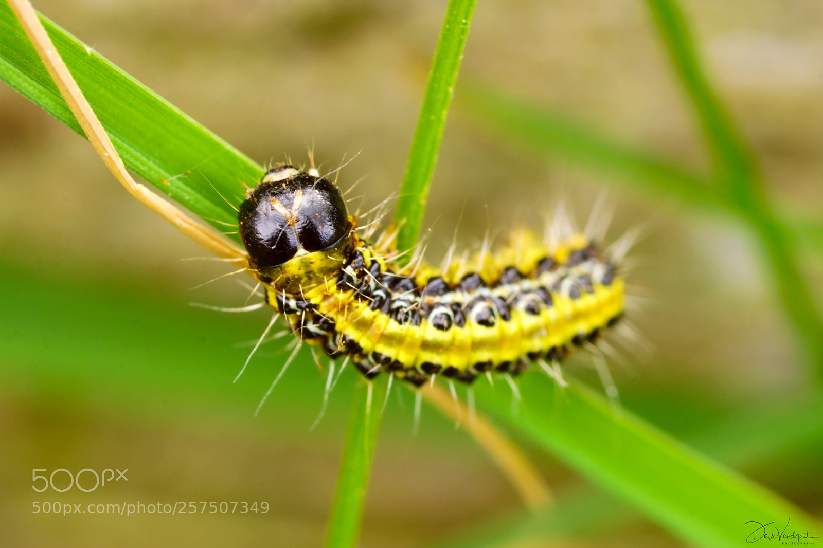 Sony SLT-A77 sample photo. Caterpillar on the move photography