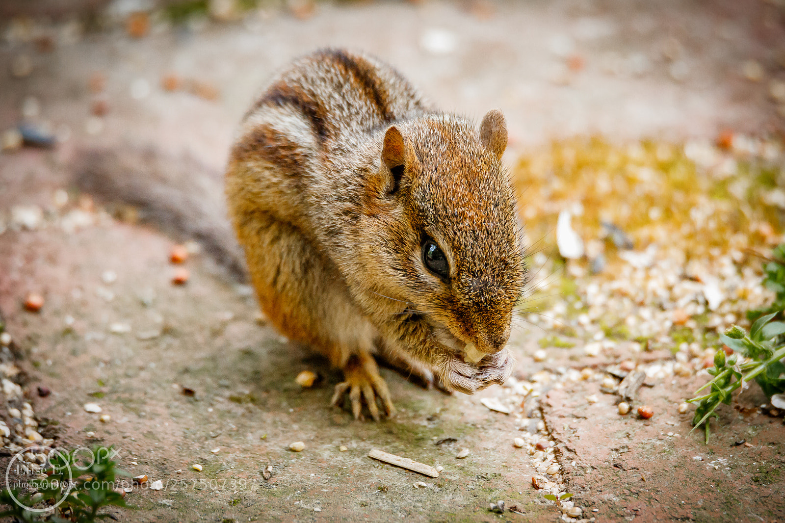 Canon EOS 6D Mark II sample photo. Baby chipmunk photography