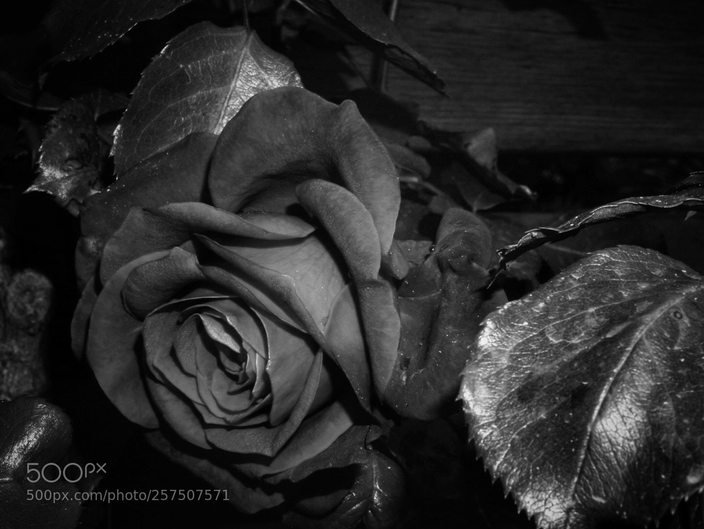 Sony Alpha NEX-6 sample photo. Rosa photography