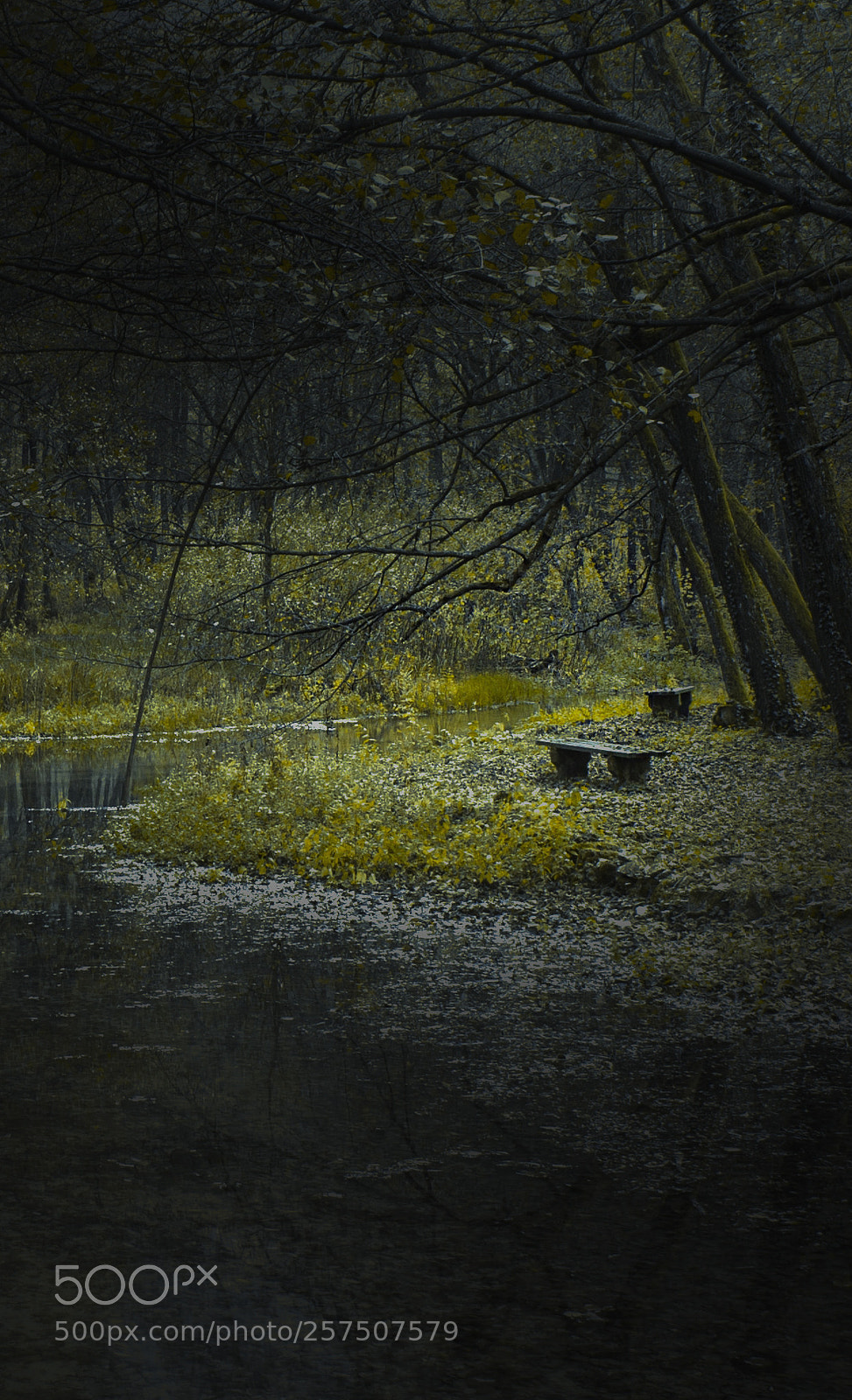 Nikon D610 sample photo. Forest bench photography