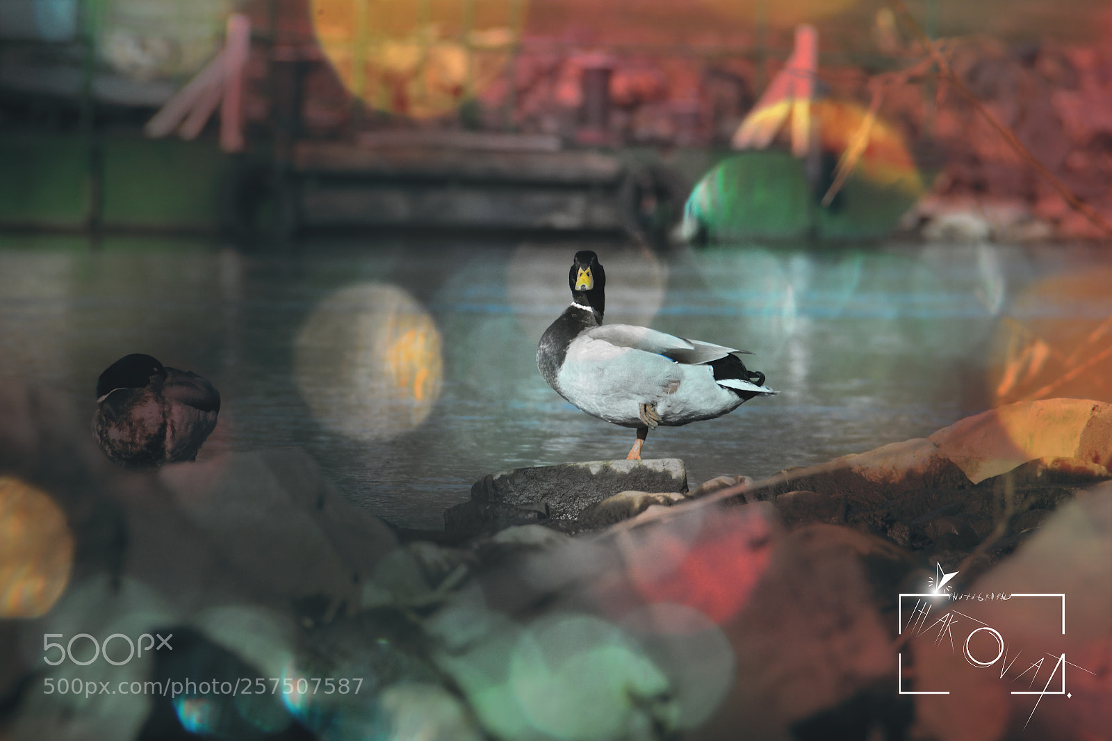 Nikon D5200 sample photo. Untitled photography