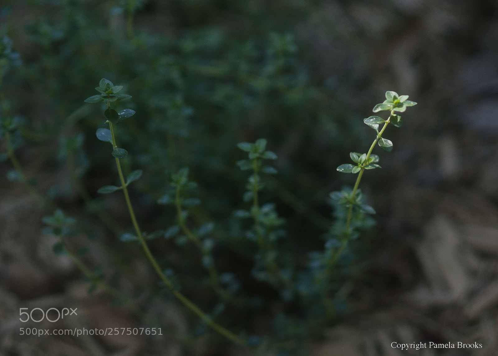 Nikon D90 sample photo. Thyme photography