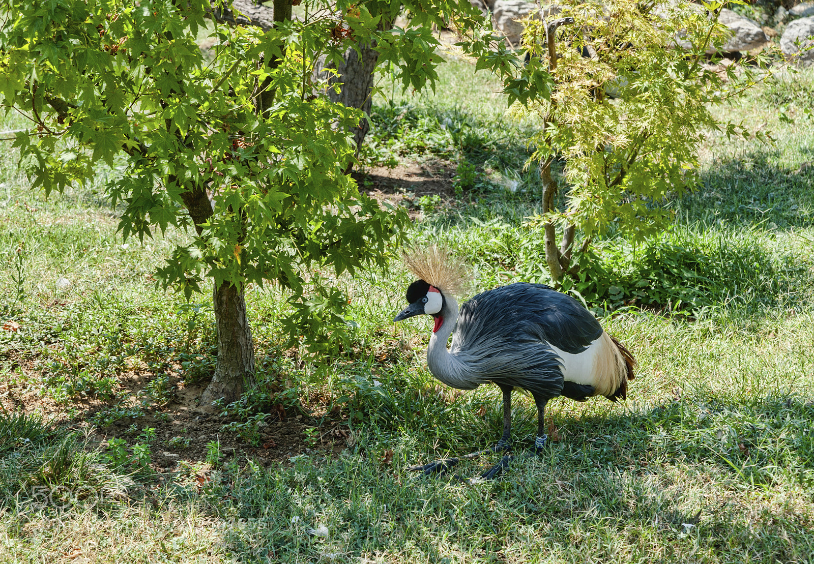 Nikon D700 sample photo. Black crowned-crane (balearica pavonina) photography