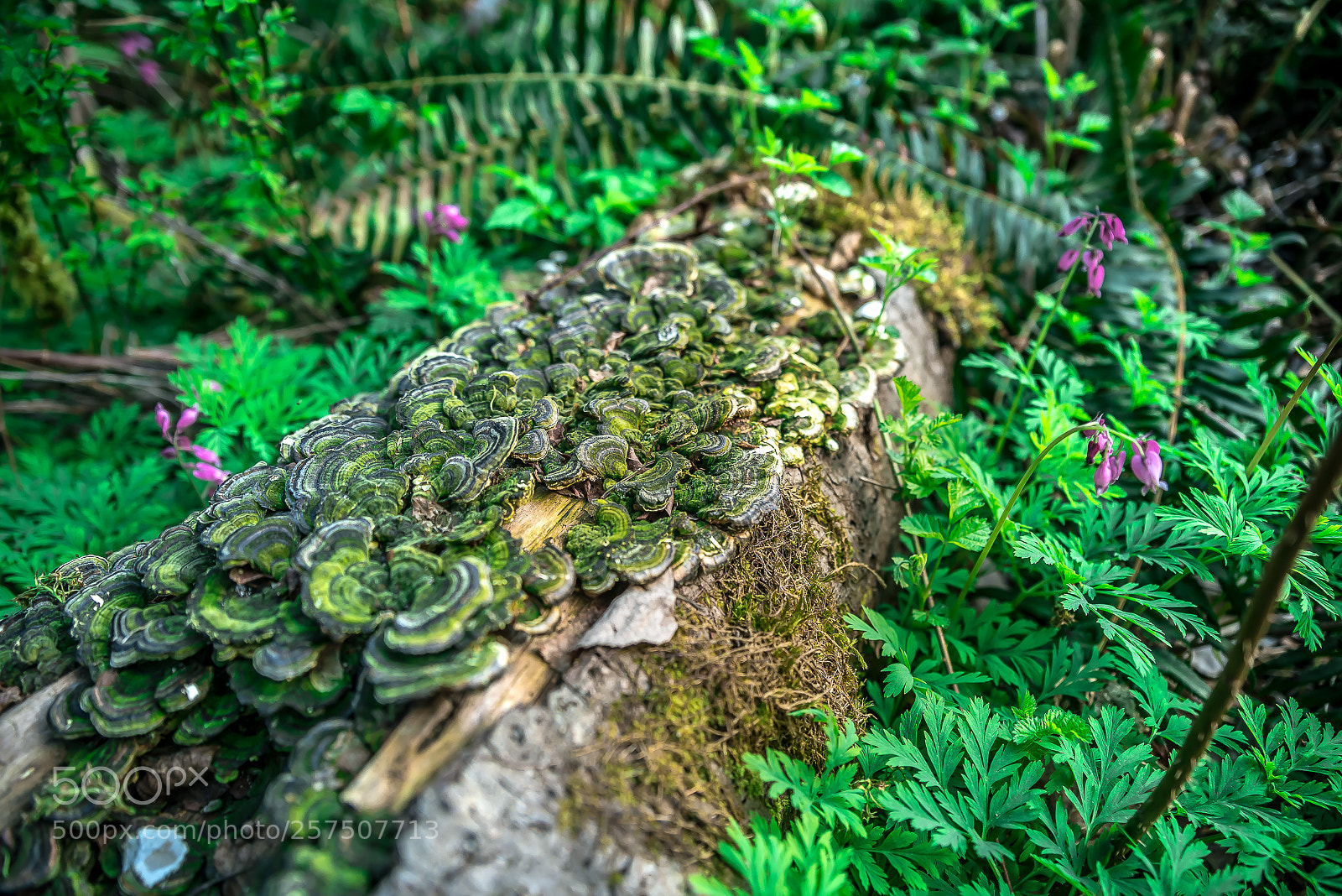 Nikon D750 sample photo. Freshii photography