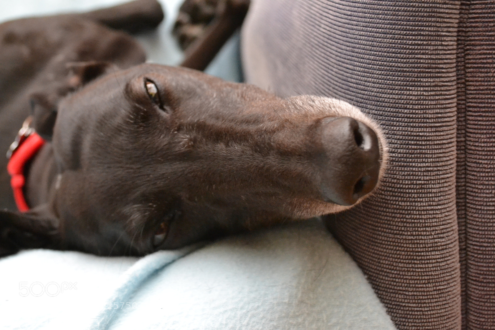 Nikon D3100 sample photo. Greyhound roaching photography