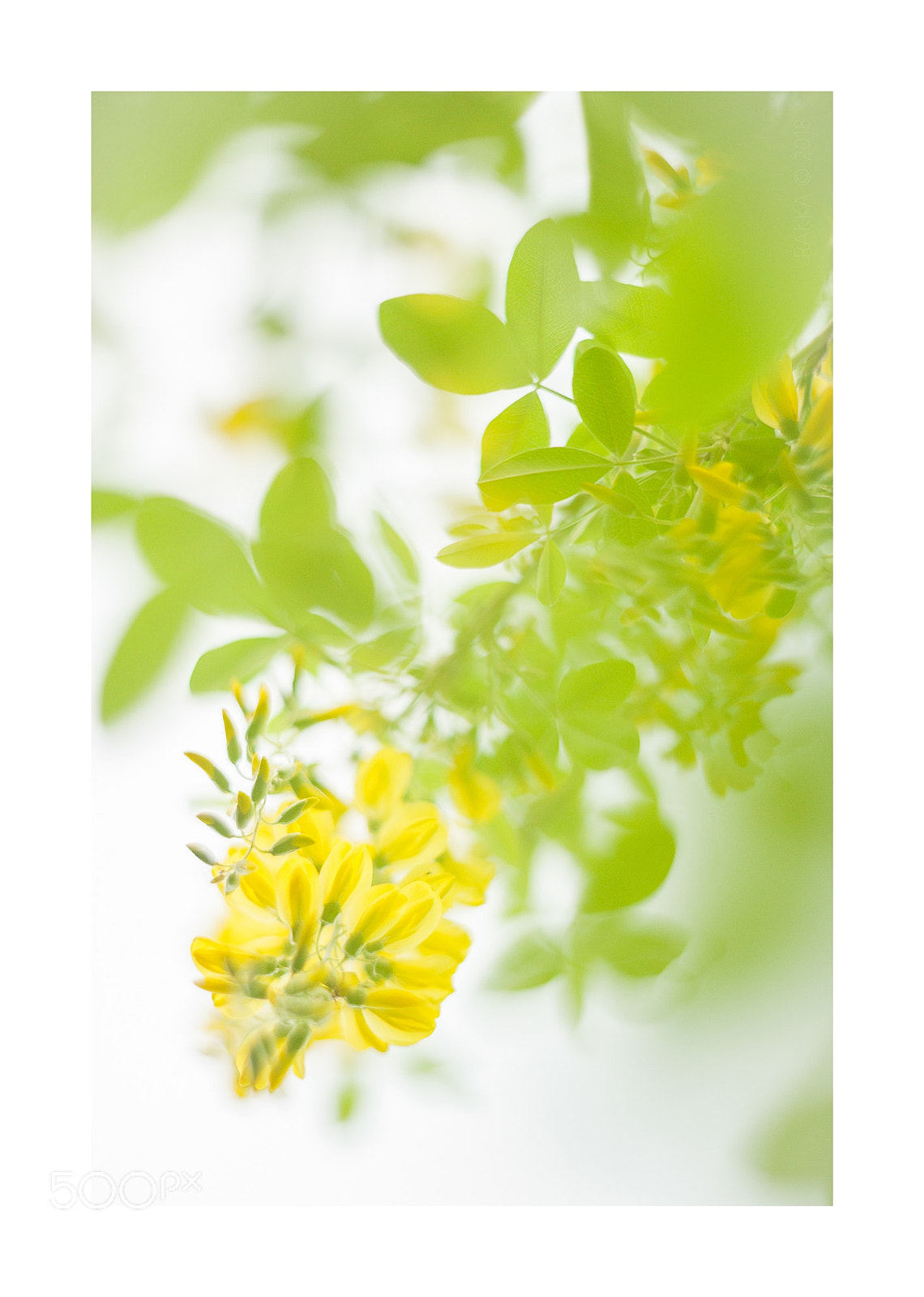 Nikon D700 sample photo. Laburnum photography