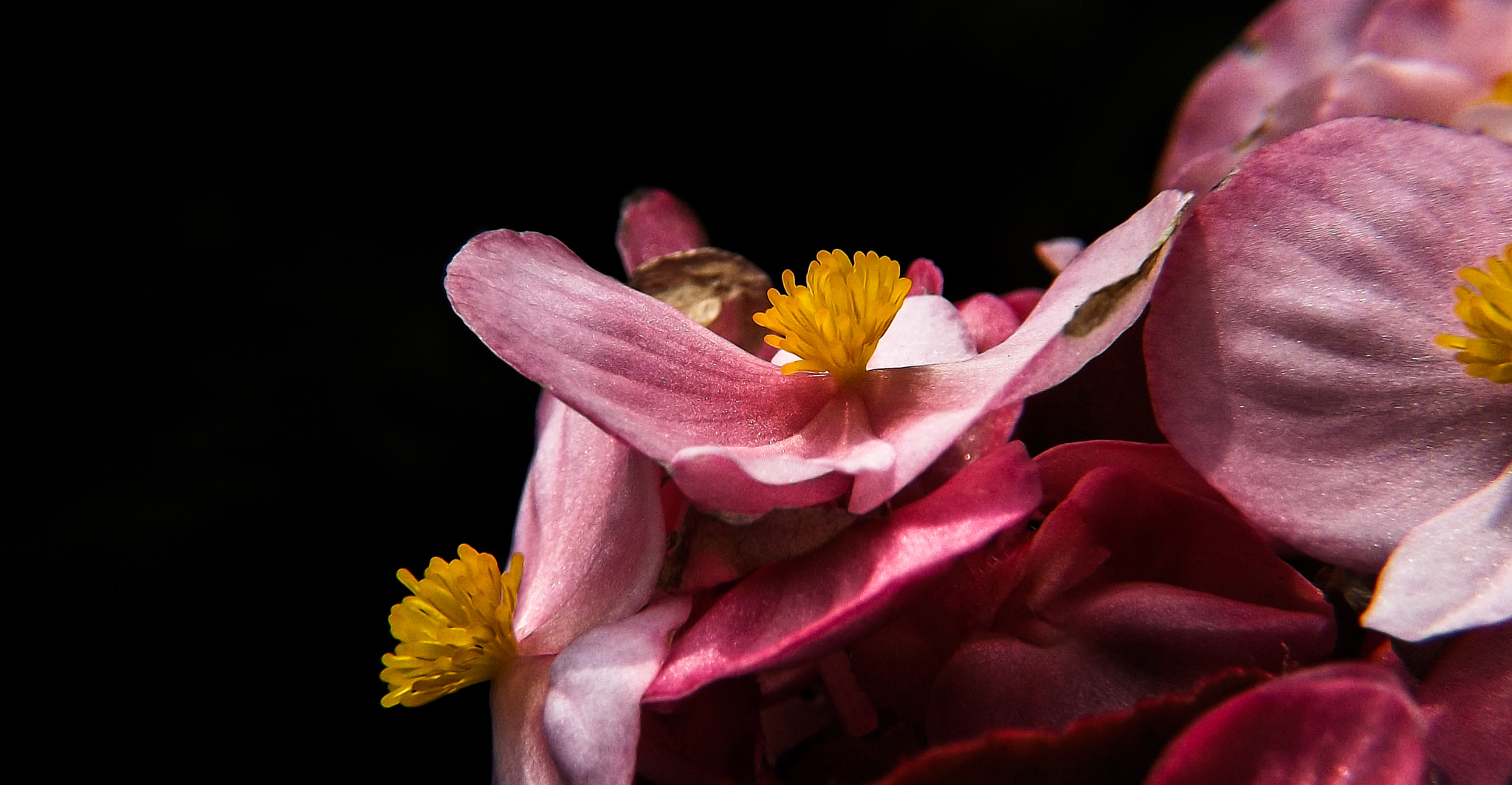 Fujifilm FinePix S4500 sample photo. Pink and yellow in the middle photography