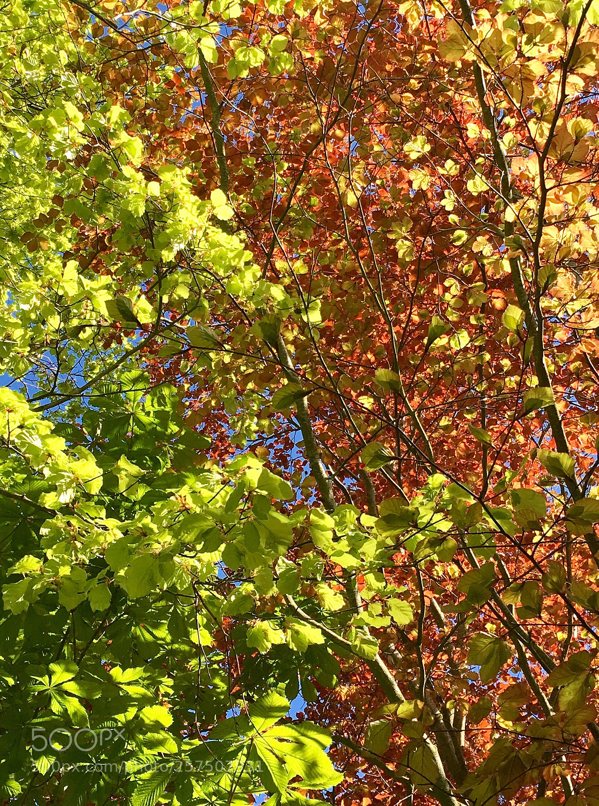 Apple iPhone 6s sample photo. Green & copper photography