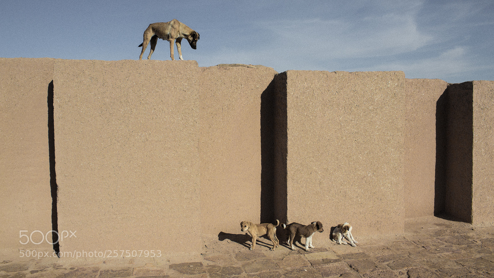 Canon EOS 600D (Rebel EOS T3i / EOS Kiss X5) sample photo. Dogs in iran photography