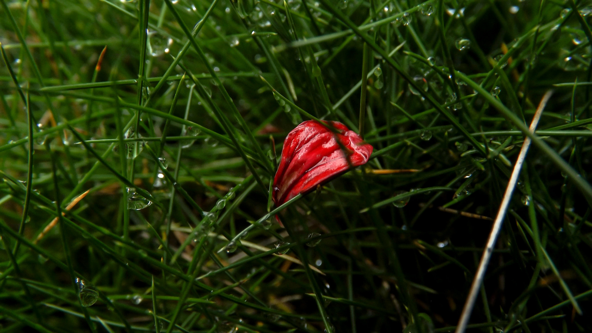 Fujifilm FinePix S4500 sample photo. Red and lonely photography