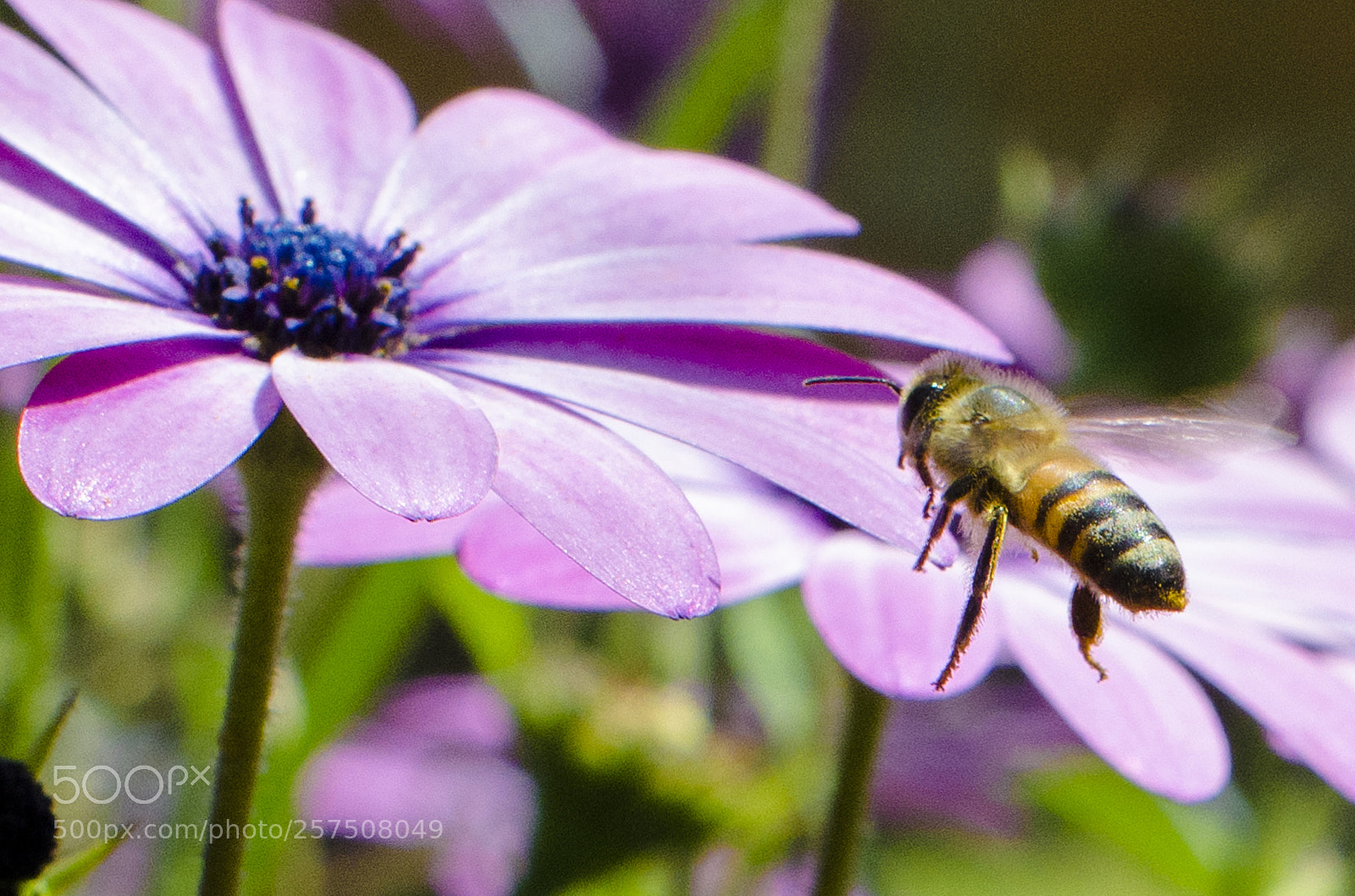 Nikon D5100 sample photo. Hacia el n ctar photography