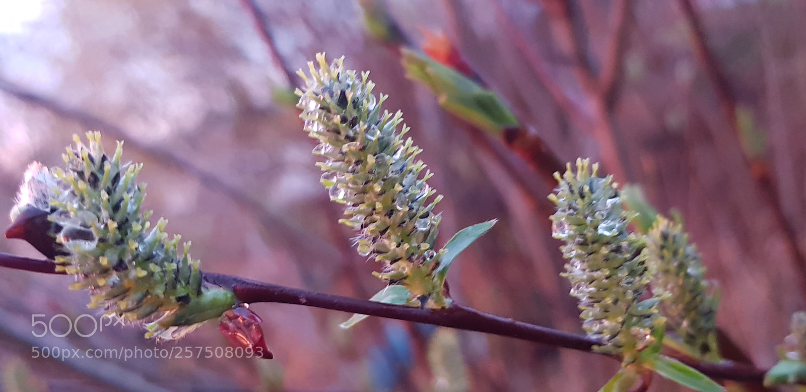 Samsung Galaxy S8 sample photo. Colored by sunset photography
