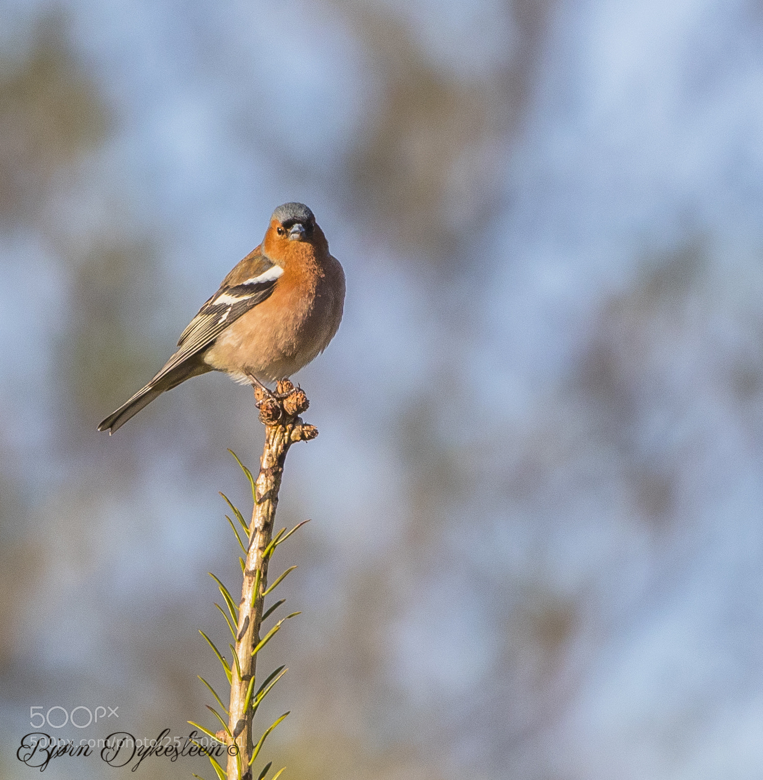 Canon EOS-1D X Mark II sample photo. Chaffinch photography