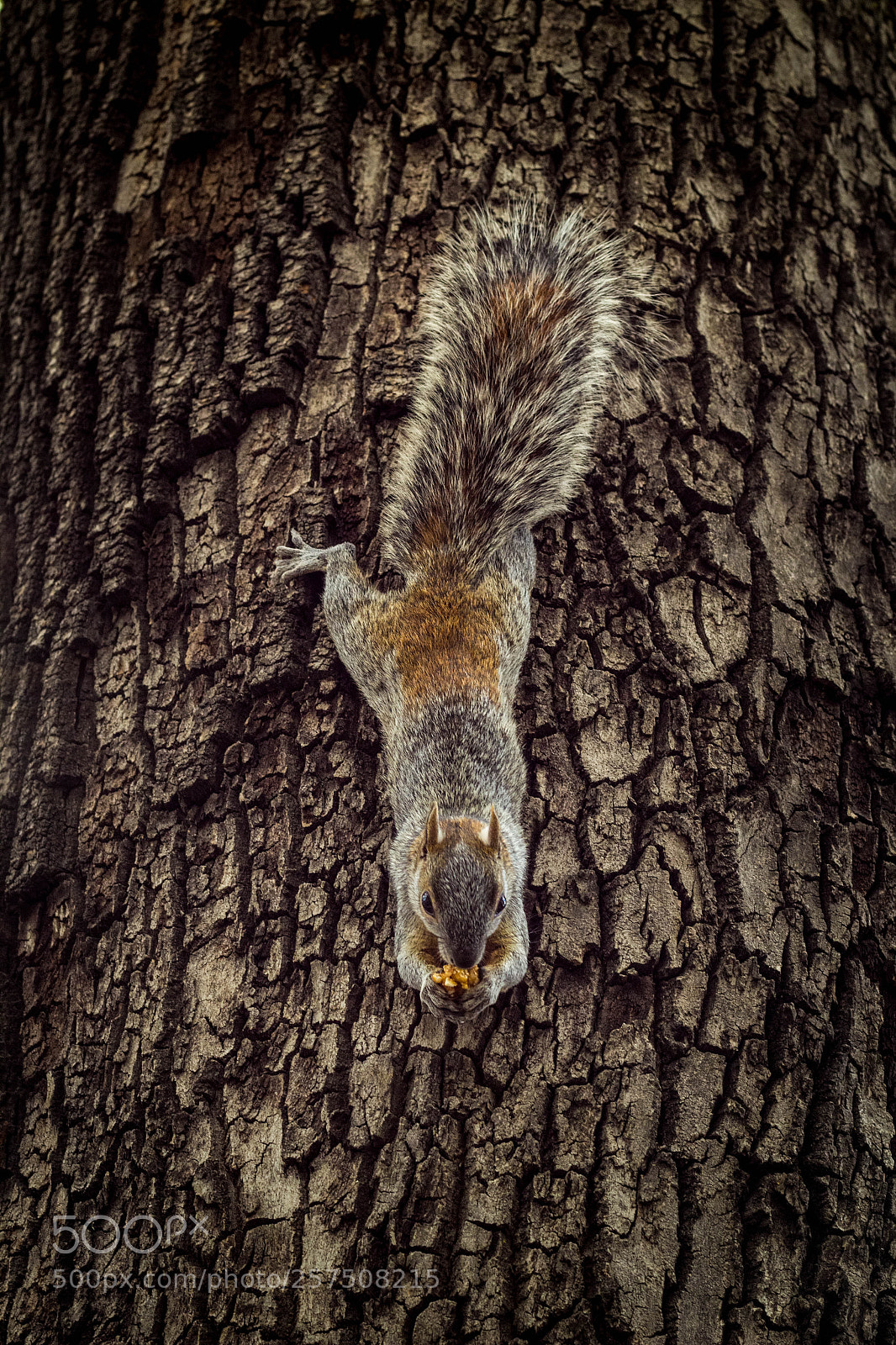 Canon EOS 1200D (EOS Rebel T5 / EOS Kiss X70 / EOS Hi) sample photo. Squirrel in the tree photography