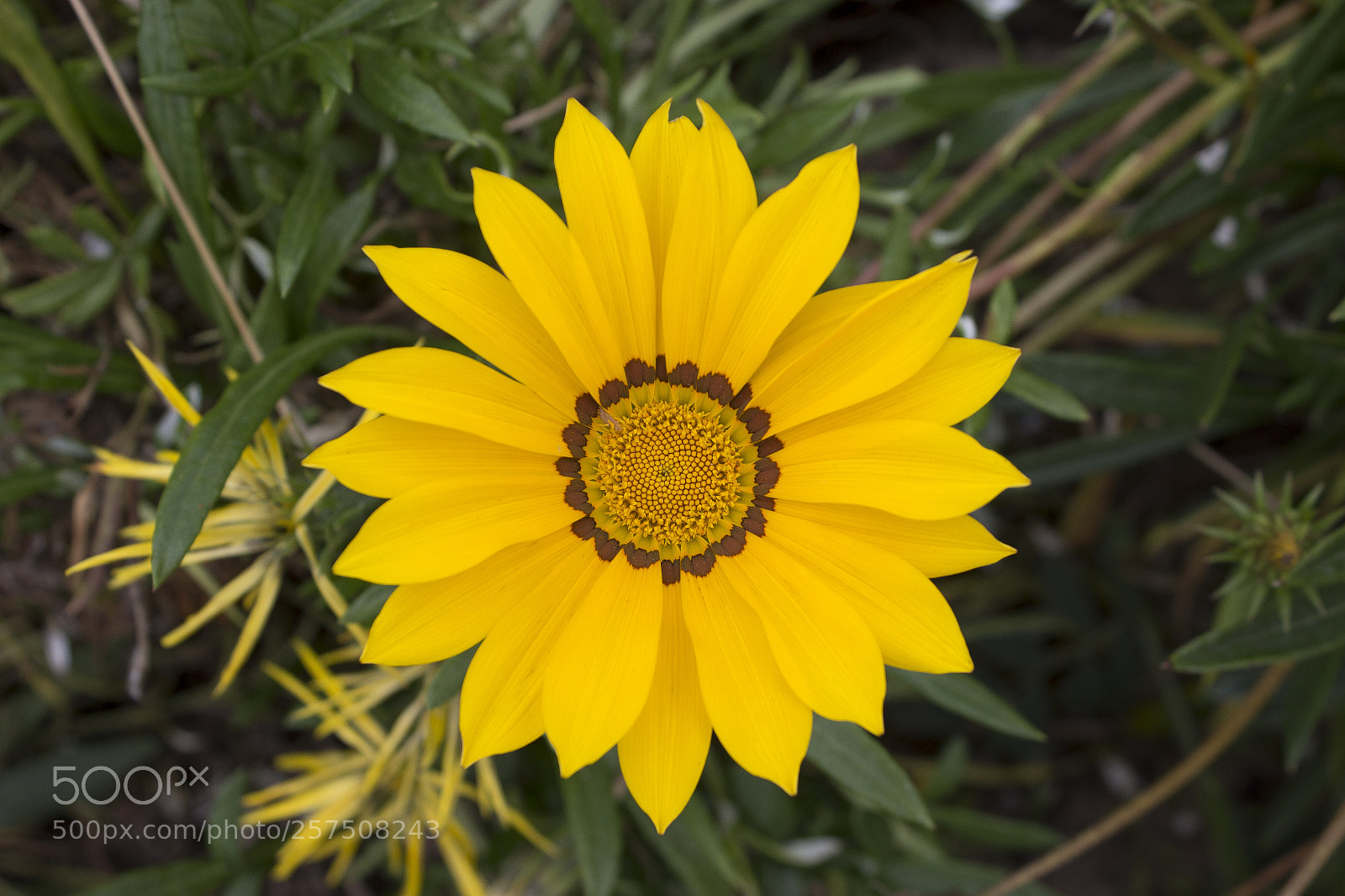 Canon EOS 600D (Rebel EOS T3i / EOS Kiss X5) sample photo. Img photography