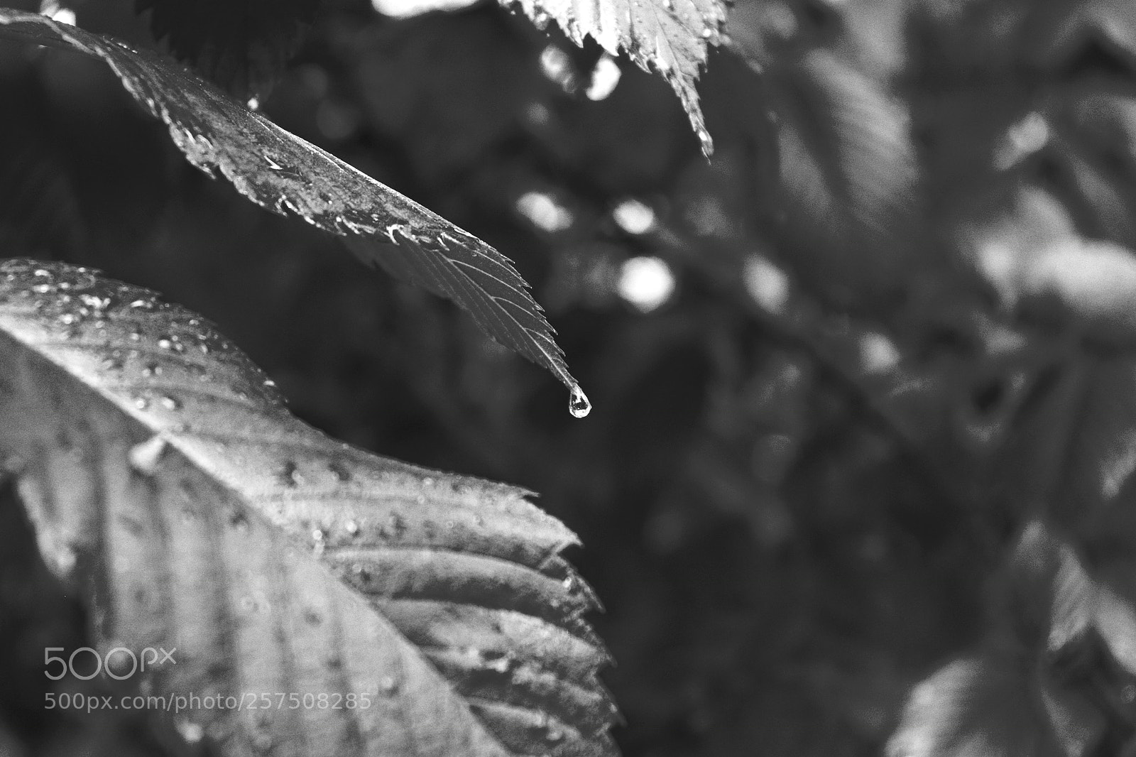 Canon EOS 77D (EOS 9000D / EOS 770D) sample photo. Pure natural beauty! photography