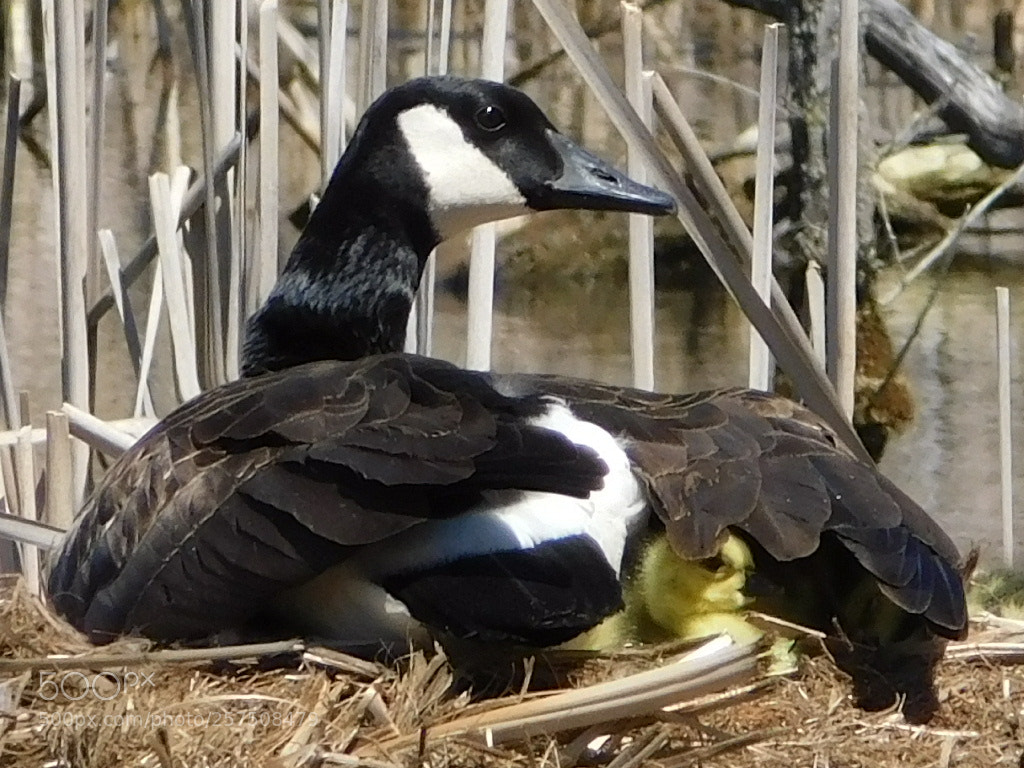Nikon Coolpix B500 sample photo. Newly hatched photography