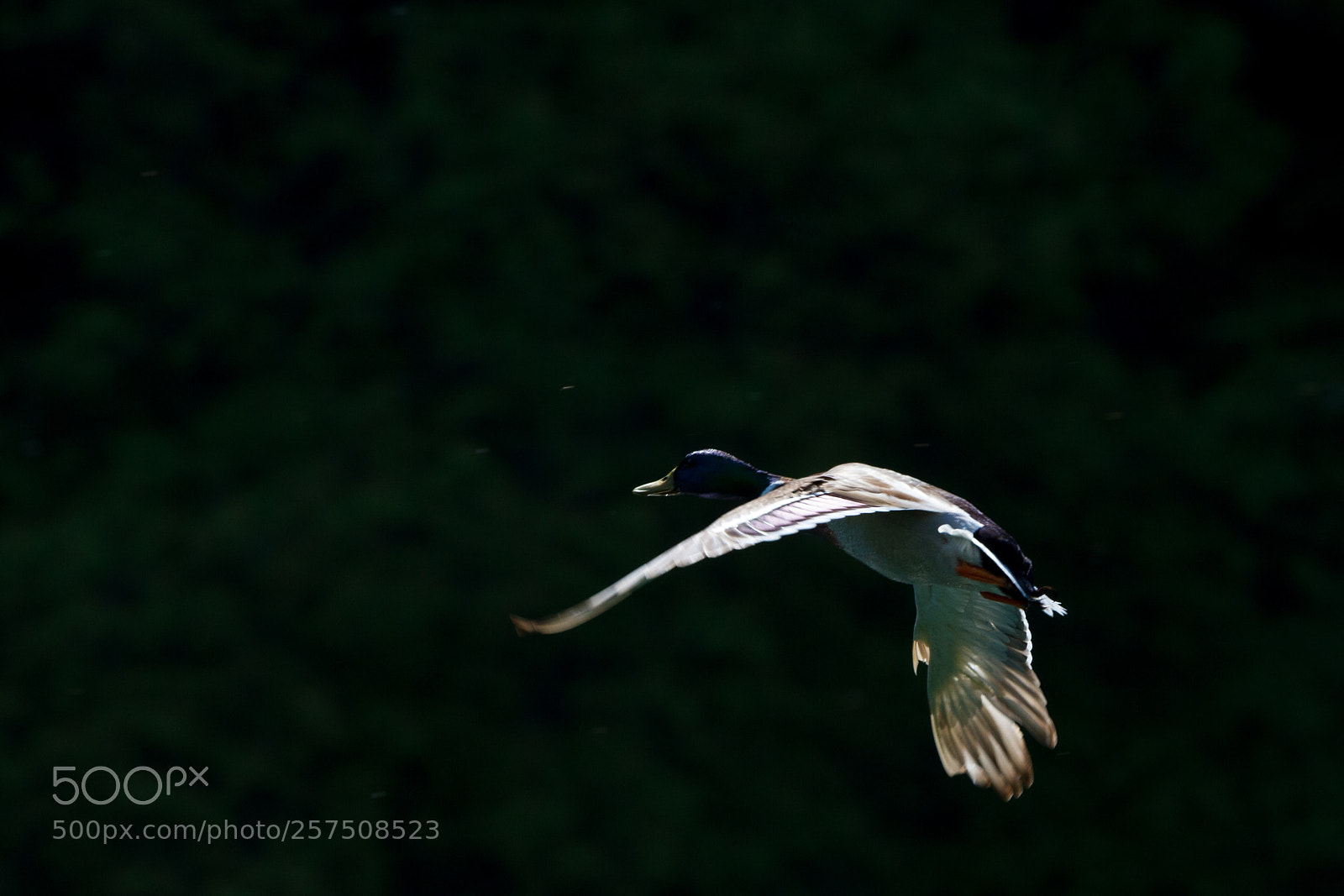 Canon EOS 7D sample photo. Duck photography