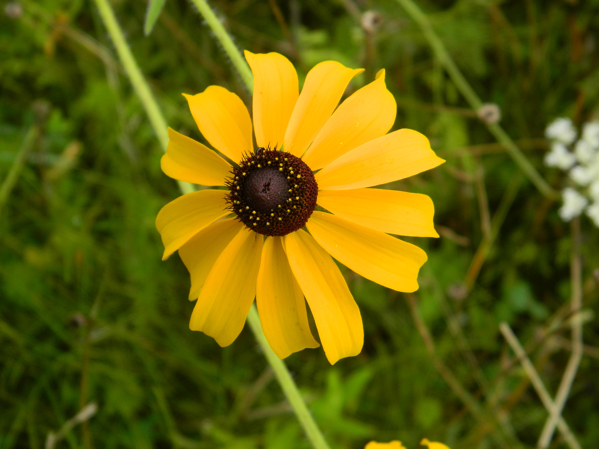 Nikon COOLPIX L310 sample photo. Black eyed susan photography