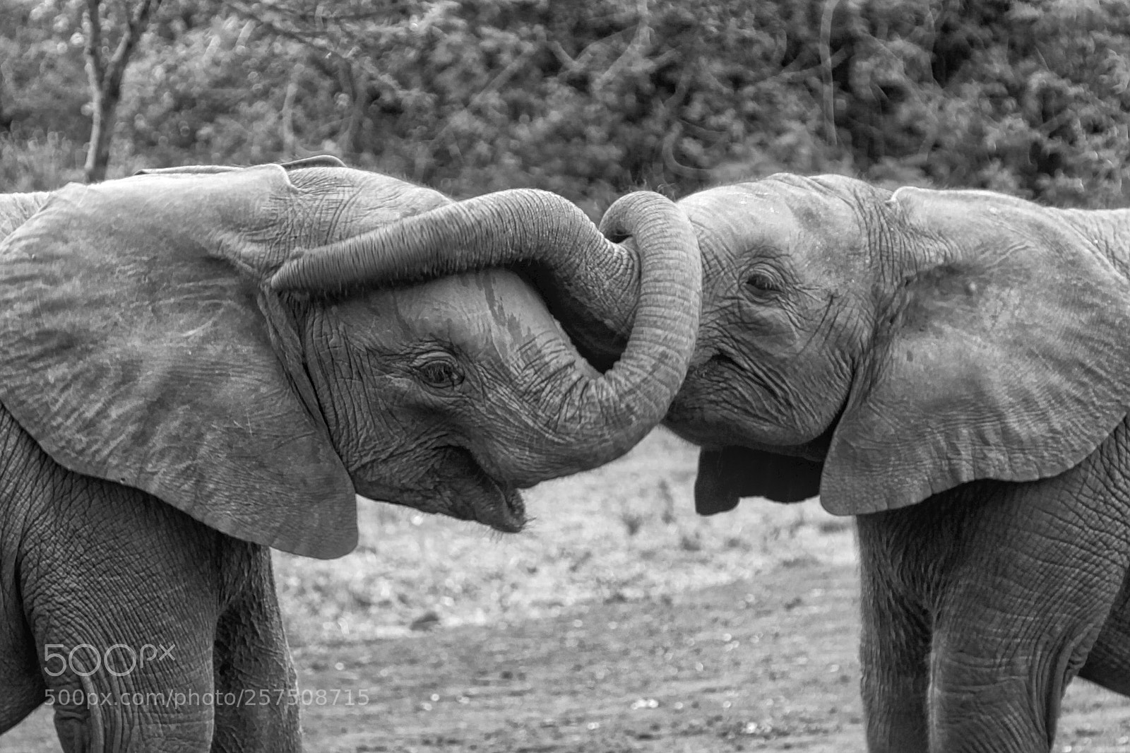Canon EOS 50D sample photo. Friends b&w photography