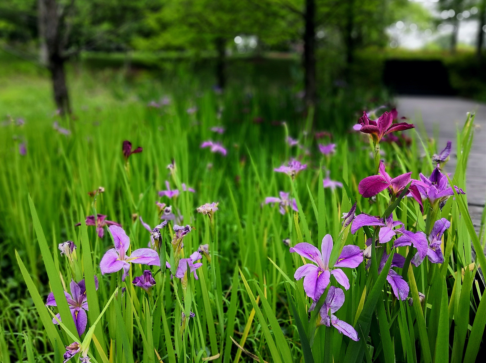 HUAWEI Honor 10 sample photo. Flowers photography