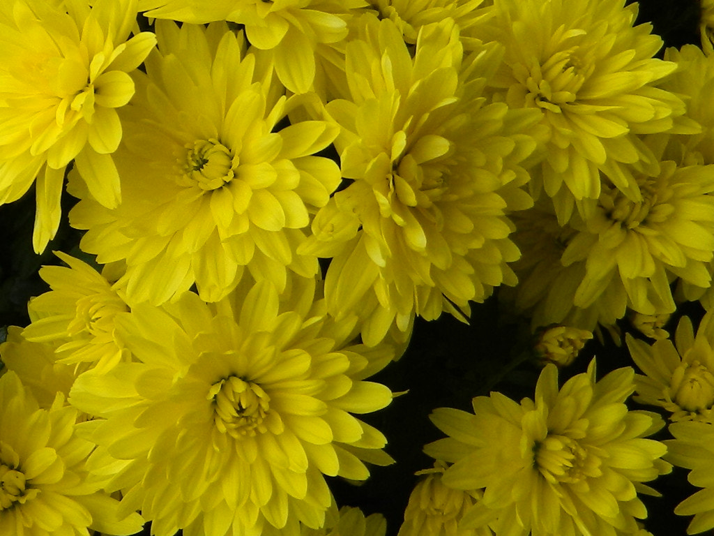 Nikon COOLPIX L310 sample photo. Chrysanthemum ( belgian) photography