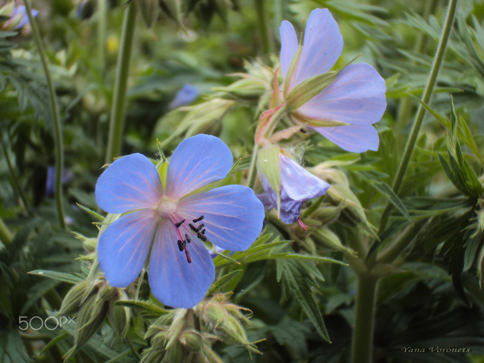 Sony DSC-W190 sample photo. Delicate blue flowers photography